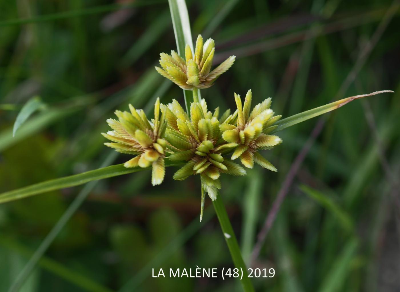 Sedge, Umbrella flower